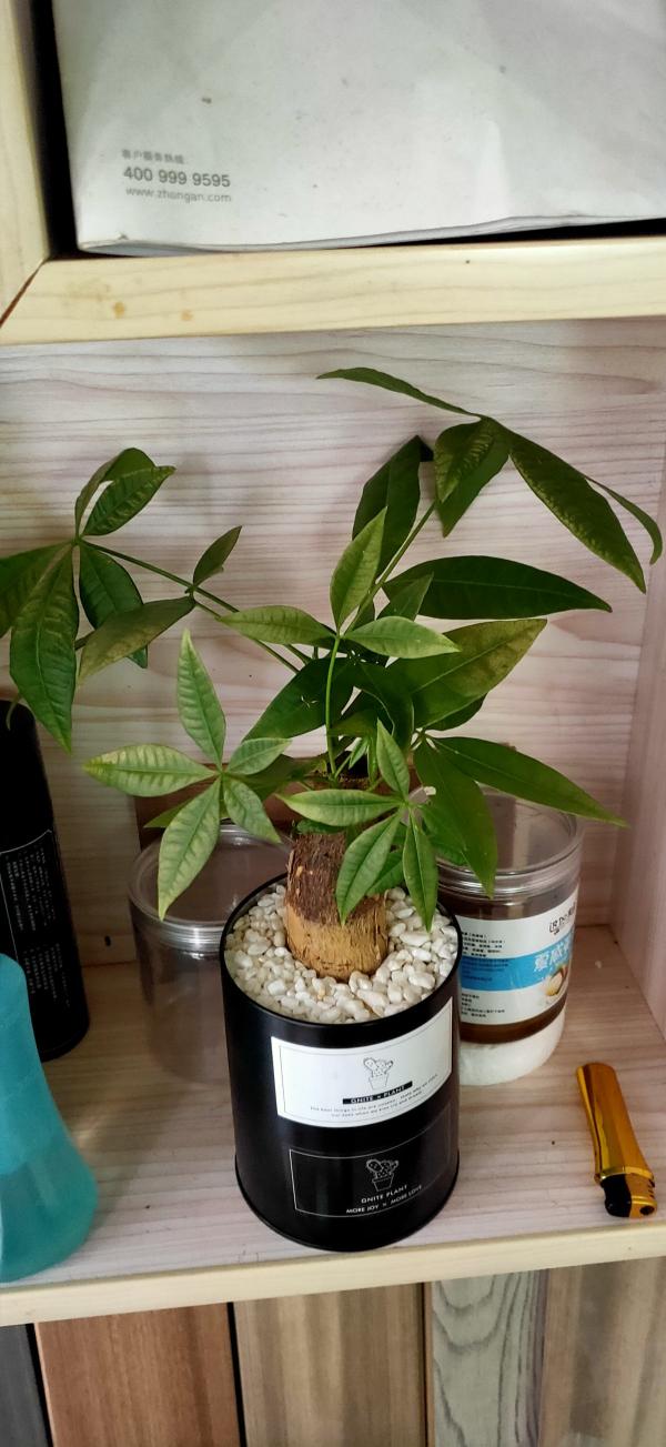 發財樹水培總是死,學會這2招,怎麼養都不黃葉 發財樹水培總是死,學會這2招,怎麼養都不黃葉