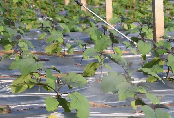 種菜增產小妙招,辣椒水能殺蟲嗎?農戶要小心使用 種菜增產小妙招,辣椒水能殺蟲嗎?農戶要小心使用