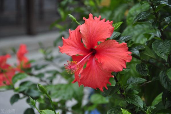 花草三不送,送了變仇人,不可否認,老祖宗說的話,真的有道理 花草三不送,送了變仇人,不可否認,老祖宗說的話,真的有道理