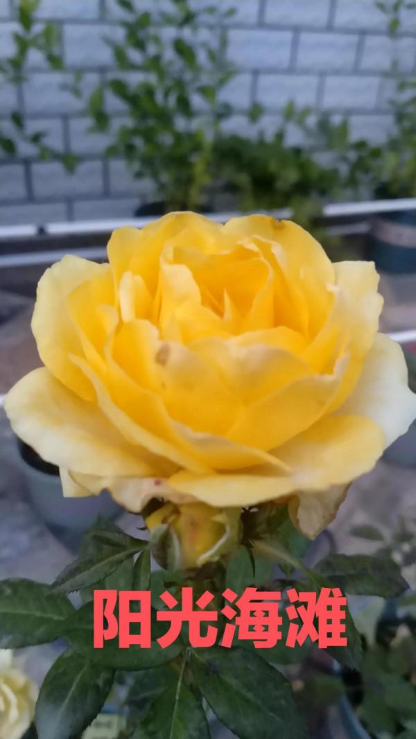 請您欣賞老家室外最後一波月季花