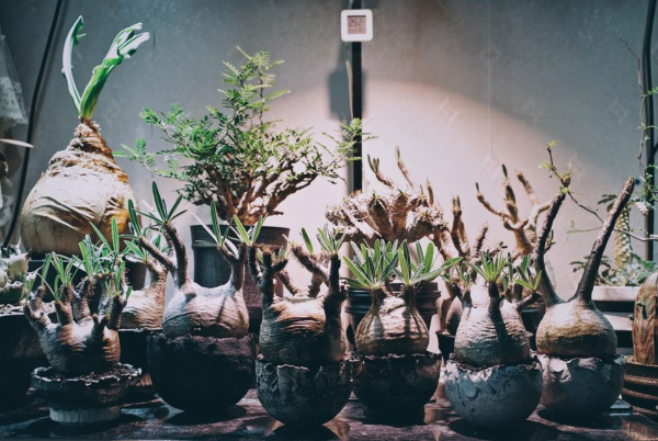 塊根｜在水泥世界中綻放的生命花火