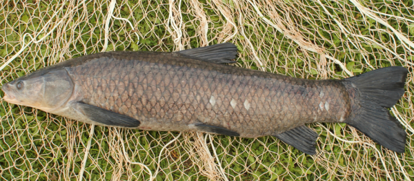 圖鑑：我國增殖放流允許的主要淡水魚類&mdash;&mdash;廣佈種21種