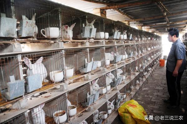 這三種食物，只要讓兔子一吃，少生病，產仔多，一隻年利潤1000元