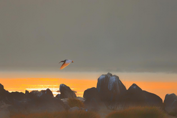 美極了！“頂流”鳥明星這樣“慶祝”節日