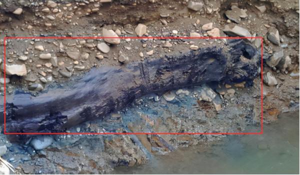 “東方神木”驚現四川，樹齡超3000年特罕見，和三星堆文明有關？