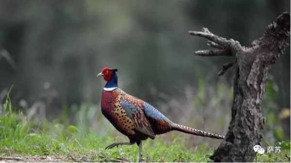 除了打日本鬼子，東北抗聯為啥還要跟山雞、松鼠、野兔周旋？