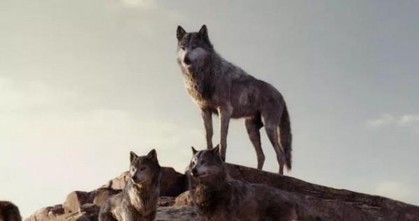 1946年,被狼群養大的男孩,勇敢保護狼群 1946年,被狼群養大的男孩,勇敢保護狼群