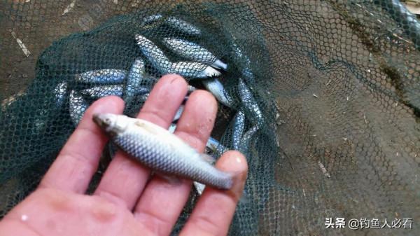 野釣搞遊擊，第一竿中魚，驚喜又刺激