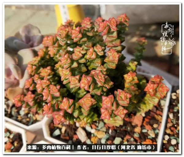 多肉的前世今生——論那些多肉的變化