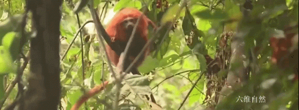 巴西為保護髮展一群金色的猴子,為其建造橋樑,幫助狨猴種群流動 巴西為保護髮展一群金色的猴子,為其建造橋樑,幫助狨猴種群流動