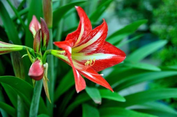 養這3種冬天花,狠心凍一凍,開花反而更旺 養這3種冬天花,狠心凍一凍,開花反而更旺