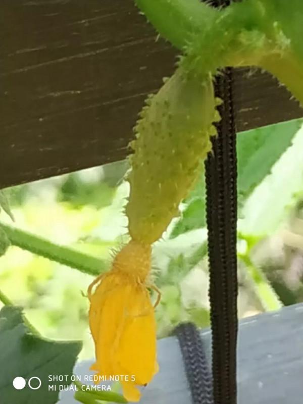 陽臺上的黃瓜長出來了