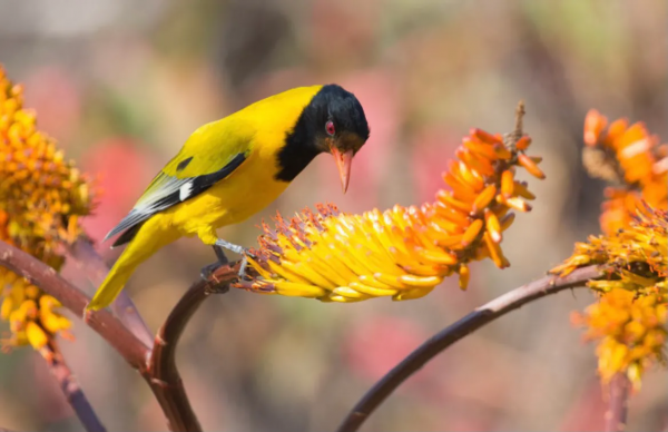 珍稀鳥兒60種，喜歡的來看了