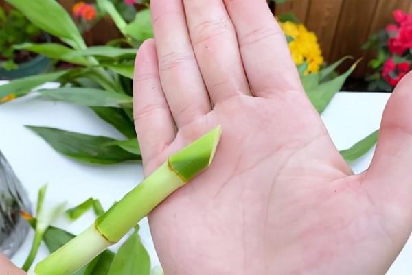 富貴竹這樣處理，快速生根還不黃葉