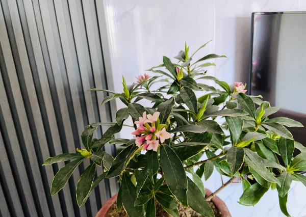 有3種花,花開滿室很好打理,名字很吉祥喜慶能淨化空氣 有3種花,花開滿室很好打理,名字很吉祥喜慶能淨化空氣