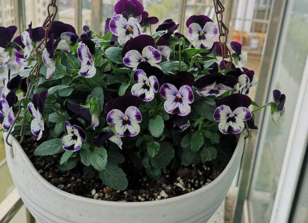 學會三色堇的種植方法，養出一院子的“彩虹花”，指日可待