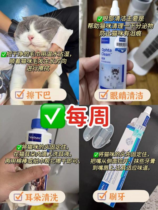 養貓的注意啦！冬天貓咪的這件事最需要警惕