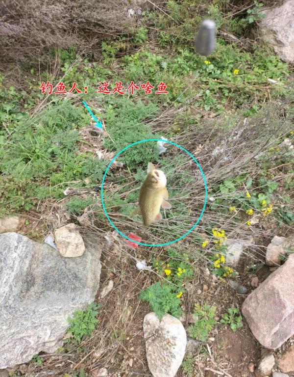 河北釣友深山溪流釣起許多“兇猛怪魚”,大的一斤多,野生虹鱒? 河北釣友深山溪流釣起許多“兇猛怪魚”,大的一斤多,野生虹鱒?