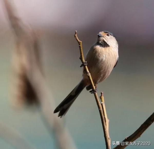 攬月灣的銀喉長尾山雀 攬月灣的銀喉長尾山雀