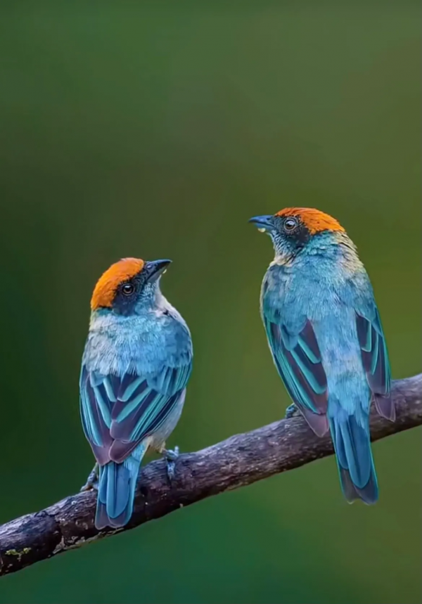 珍稀鳥兒60種，喜歡的來看了