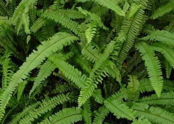 山上這種“鳳凰草”，地下埋“珍珠”，小時當零食，不知價值珍貴