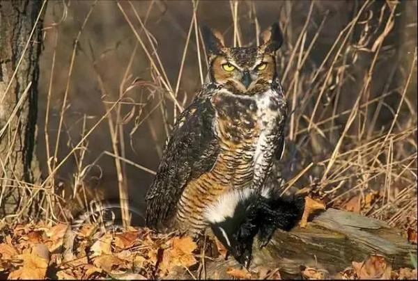 動物界難得一見的奇葩景象,太驚豔了,無比驚歎,讓人過目不忘 動物界難得一見的奇葩景象,太驚豔了,無比驚歎,讓人過目不忘