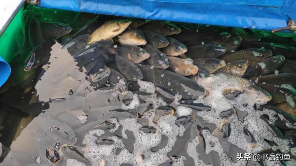 “調高釣低”和“調低釣高”哪個更好?老釣手說的話讓我恍然大悟 “調高釣低”和“調低釣高”哪個更好?老釣手說的話讓我恍然大悟