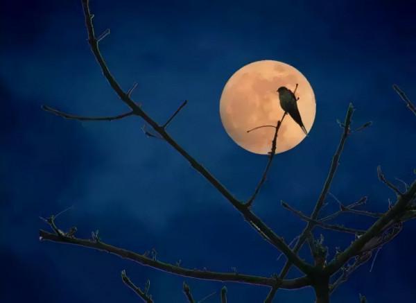 中國古代最好的10首中秋詩詞：蘇軾的《水調歌頭》位居第一