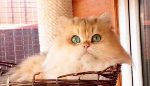 品種溯源識別系列之:英國長毛貓 品種溯源識別系列之:英國長毛貓