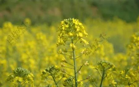 分享圖片，春天來了，滿山遍野的油菜花開了