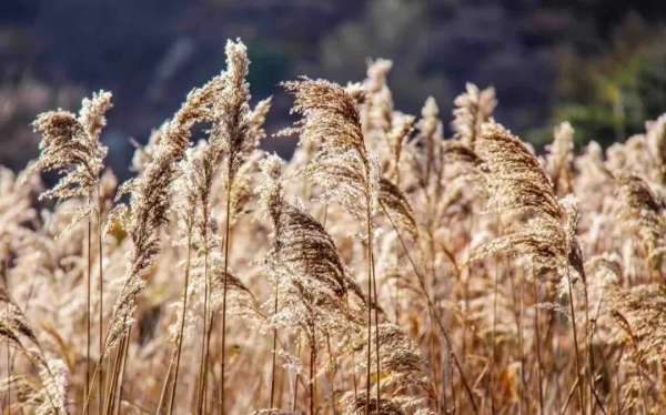 再不去看就晚了！山東6個小眾又絕美的賞蘆勝地，濃縮了整個冬日的浪漫！