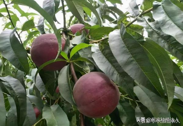 這種果樹，適合種在自家庭院裡，耐寒耐旱易養活，產量還很高