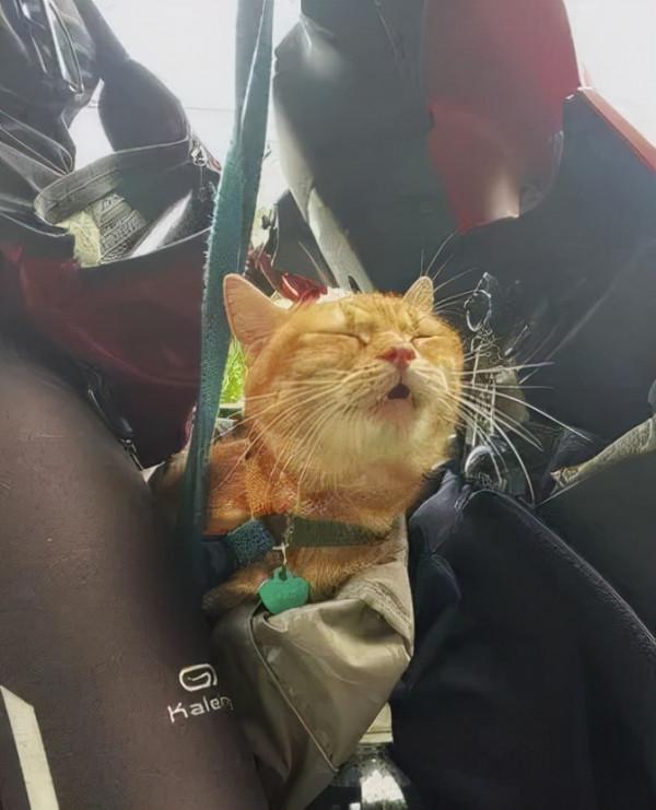 6年前打工養活病重貓,6年後患憂慮症,想不開被它救回,漸痊癒 6年前打工養活病重貓,6年後患憂慮症,想不開被它救回,漸痊癒