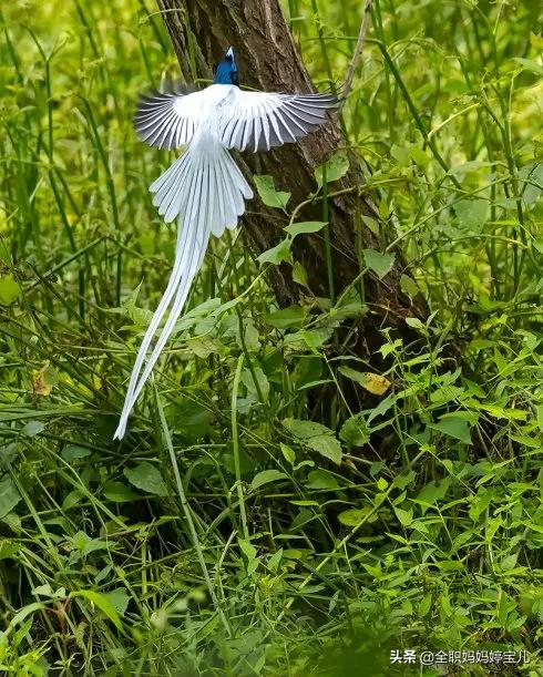 分享——超美壽帶鳥