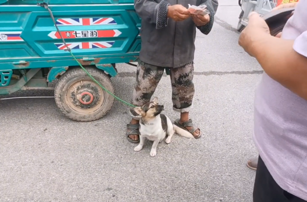 河南:170,懷孕狗狗上狗肉車,為了多賣10塊錢,大爺跑了40裡地 河南:170,懷孕狗狗上狗肉車,為了多賣10塊錢,大爺跑了40裡地