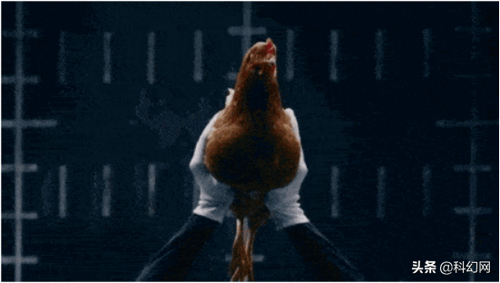 “雞頭穩定器”天然超級防抖“攝像雞”中的戰鬥雞