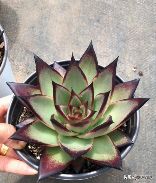 秋天到了，家裡的烏木怎麼養狀態？2個“方法”，烏木迅速變黑