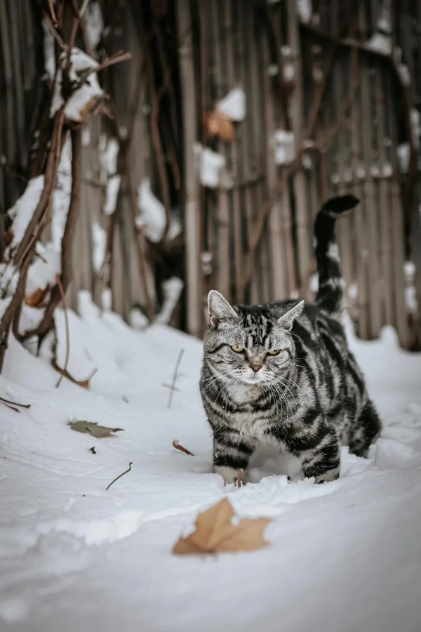 小貓咪會不會怕踩疼了雪呢? 小貓咪會不會怕踩疼了雪呢?