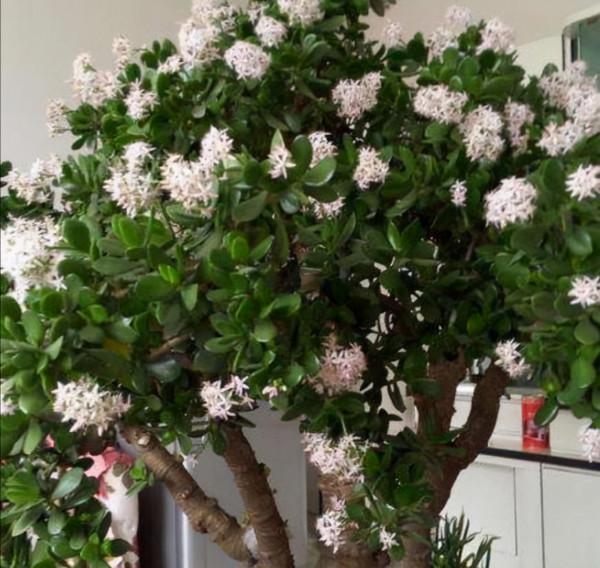 6種&OpenCurlyDoubleQuote;潛力花&rdquo;，小苗不起眼，養成老樁漂亮&OpenCurlyDoubleQuote;精貴&rdquo;，越養越值錢