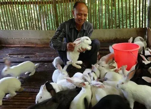 農村有一種高產的肉兔品種，不僅繁殖快，而且市場可觀