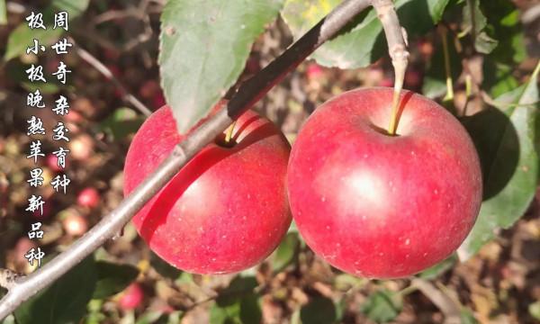 迷你小蘋果(周世奇雜交育種)