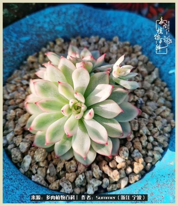 多肉小白2個月成功入坑:有我在,你們就負責變美吧 多肉小白2個月成功入坑:有我在,你們就負責變美吧