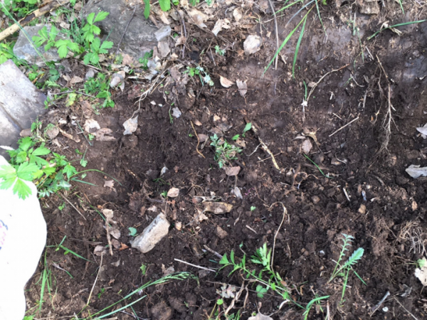 9種土別拿來養花，對花不好，容易黃葉爛根