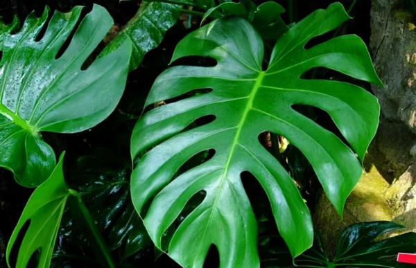 4種極具“高階感”的花，造型優雅上檔次，養在客廳特別有面子