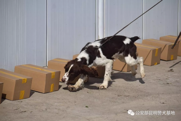 小頑皮“金子”——警犬訓練故事