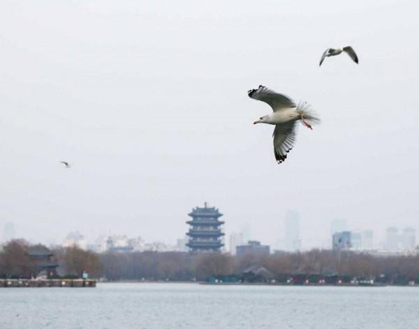 銀鷗靚翅大明湖覓食嬉戲歡樂過大年
