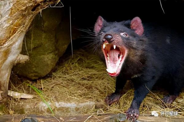 紀錄動物：消失三千年的“小惡魔”，回來了