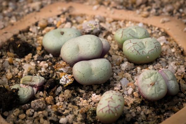 有經驗的人養多肉，都在爭分奪秒做3件事，難怪多肉長那麼好