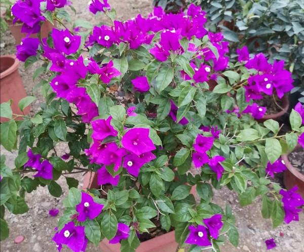 三角梅秋季不開花，按照“2多1控”來養，讓它花苞開滿枝頭