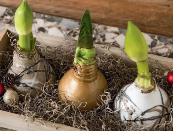 園藝新人入門養花就種“球”，降溫盆栽這3款，好看又好活